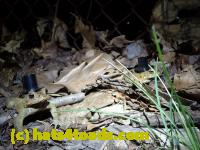 /home//u458753944/public_html/sourcegallery//Roxborough Toad Detour/2013-2019/2016/2016-03-31/P3310538.JPG
